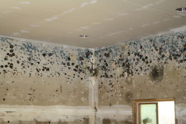 water-damage-causing-mold